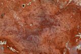 Wide, Polished Red Petrified Wood Limb - Madagascar #96853-2